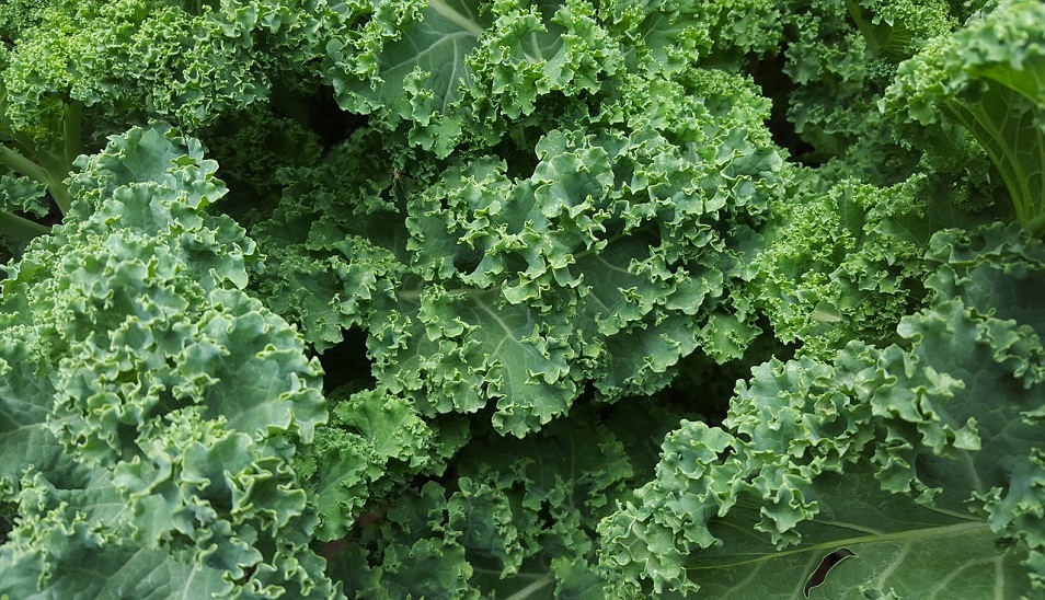 leafy green kale leaves