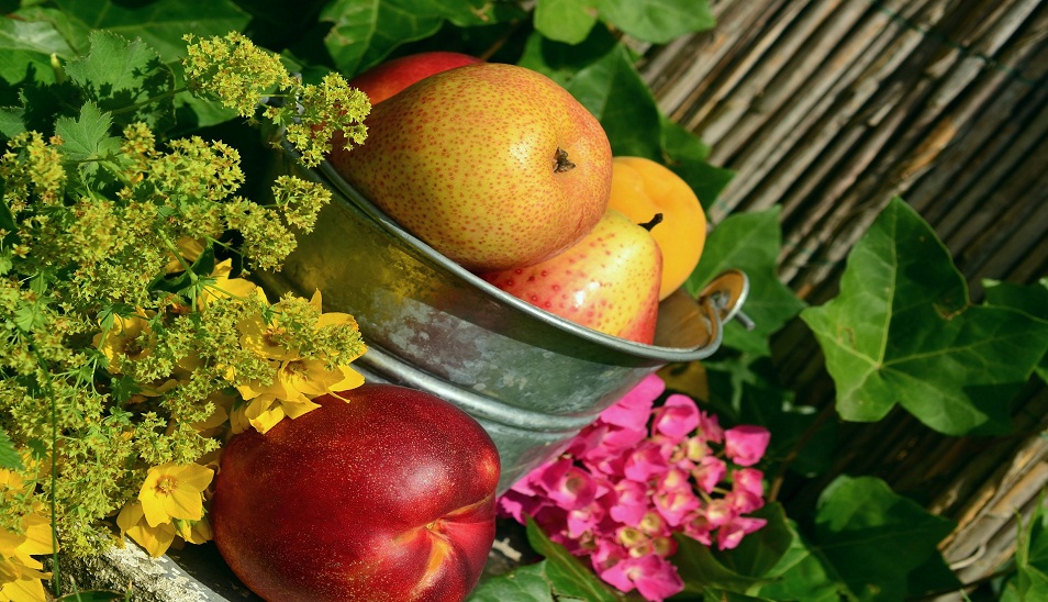 pail of pears next to an apple surrounded by plants