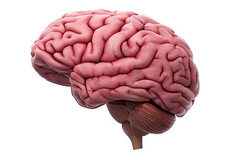 Omega-3 to Prohibit Brain Shrinkage and Preserve a Youthful Mind / CardioTabs Omega-3 to Prohibit Brain Shrinkage and Preserve a Youthful Mind / CardioTabs