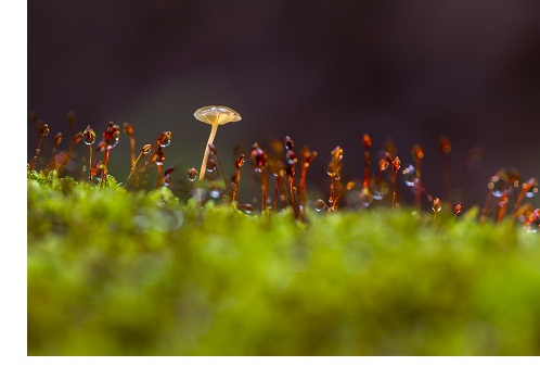 mushroom growing in moss